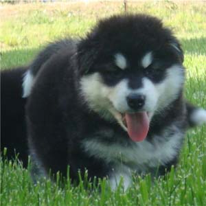 Hudsons Malamutes - Tarah