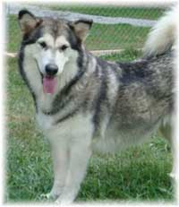 Hudsons Malamutes - Tawnee-T