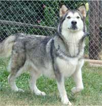 Hudsons Malamutes - Tawnee-T