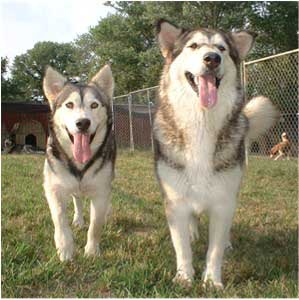 Hudsons Malamutes - Tawnee-T