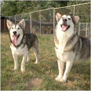 Hudsons Malamutes - Tawnee-T