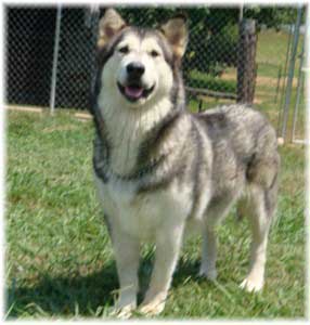 Hudsons Malamutes - Tawnee-T