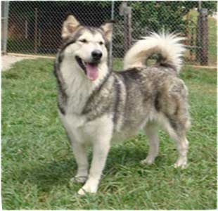 Hudsons Malamutes - Tawnee-T