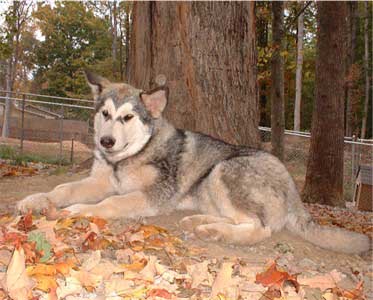 Hudsons Malamutes - Tawnee-T