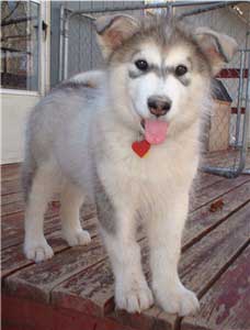 Hudsons Malamutes - Tawnee-T