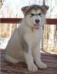 Hudsons Malamutes - Tawnee-T