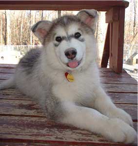 Hudsons Malamutes - Tawnee-T