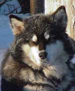 Hudsons Malamutes - Tawnie