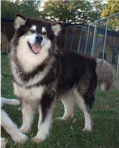 Hudsons Malamutes - Tawnie