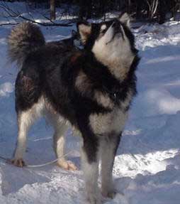 Hudsons Malamutes - Tawnie