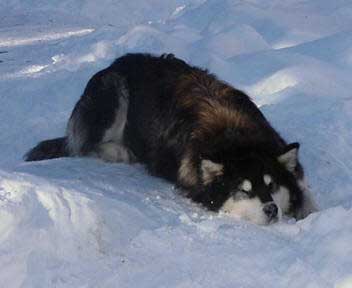 Hudsons Malamutes - Tawnie