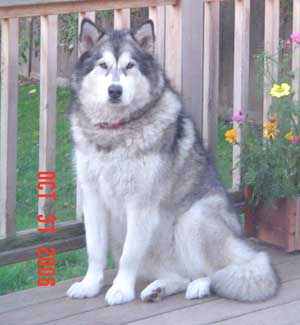 Hudsons Malamutes - Tayen