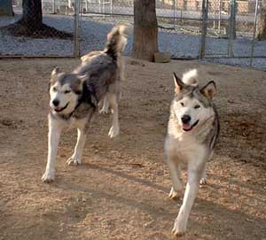 Hudsons Malamutes - The Girls Having Fun - a daily ritual