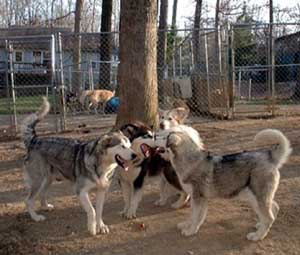 Hudsons Malamutes - The Girls Having Fun - a daily ritual