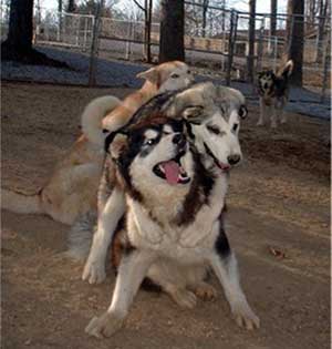 Hudsons Malamutes - The Girls Having Fun - a daily ritual