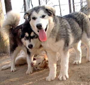 Hudsons Malamutes - The Girls Having Fun - a daily ritual