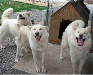 Hudsons Malamutes - The Girls Having Fun - a daily ritual