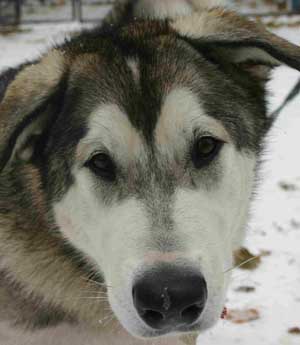 Hudons Malamutes -  Thor & Athena