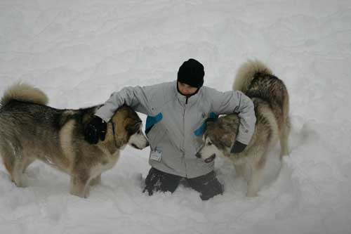 Hudons Malamutes -  Thor & Athena