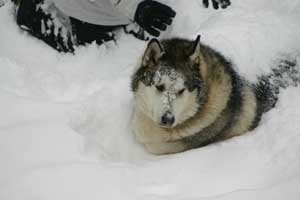 Hudons Malamutes - Thor & Athena
