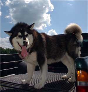 Hudsons Malamutes - The Boys Thumper - Having Fun