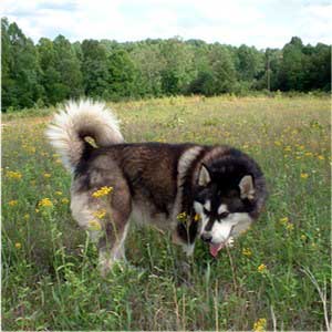 Hudsons Malamutes - The Boys Thumper - Having Fun