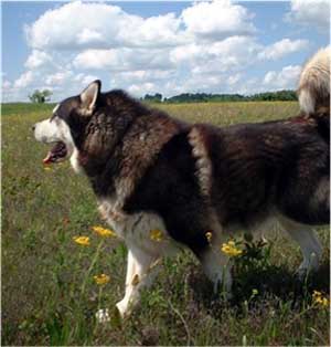 Hudsons Malamutes - The Boys Thumper - Having Fun