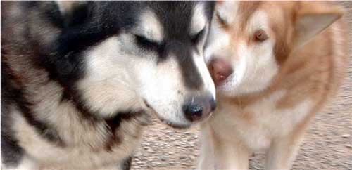 Hudsons Malamutes - Thumper and Ruby