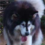 Hudsons Malamutes - Tigan