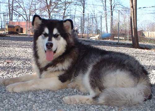 Hudsons Malamutes - Tigan