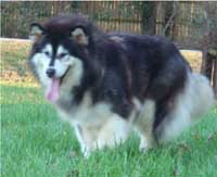 Hudsons Malamutes - Tigan