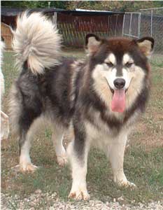 Hudsons Malamutes - Tigan