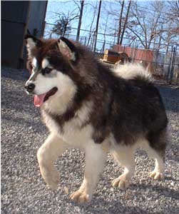 Hudsons Malamutes - Tigan