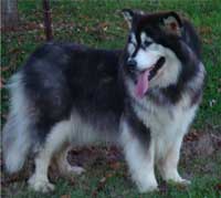 Hudsons Malamutes - Tigan