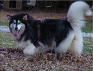 Hudsons Malamutes - Tigan