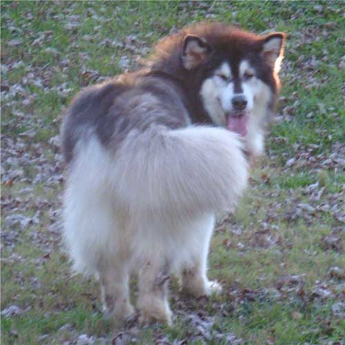 Hudsons Malamutes - Tigan