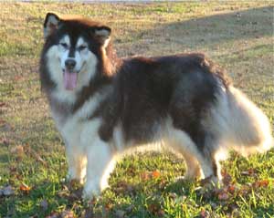 Hudsons Malamutes - Tigan