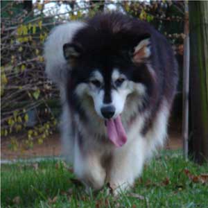 Hudsons Malamutes - Tigan