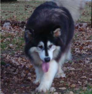 Hudsons Malamutes - Tigan