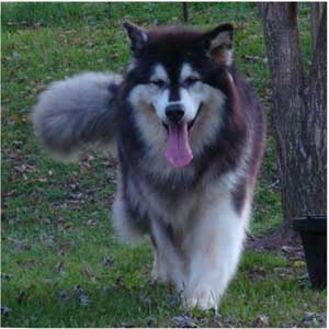 Hudsons Malamutes - Tigan