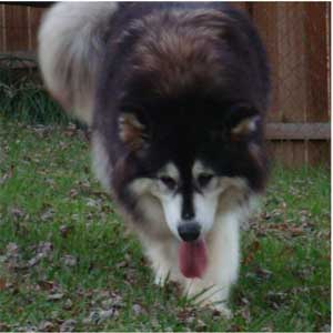 Hudsons Malamutes - Tigan