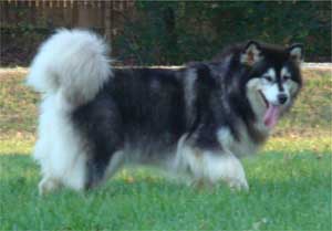 Hudsons Malamutes - Tigan