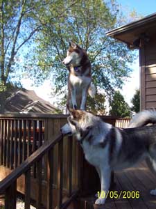 Hudsons Malamutes - Timber