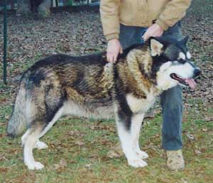 Hudsons Malamutes - Tork & Zurrys father