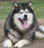 Hudsons Malamutes - Tork