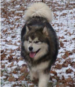 Hudsons Malamutes - Tork