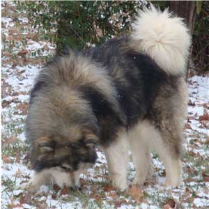 Hudsons Malamutes - Tork