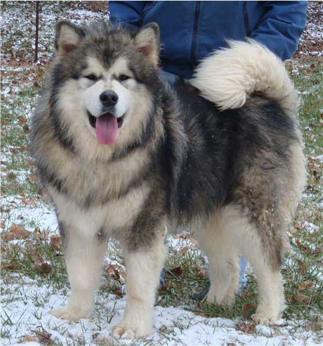 Hudsons Malamutes - Tork