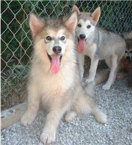 Hudsons Malamutes - Tork