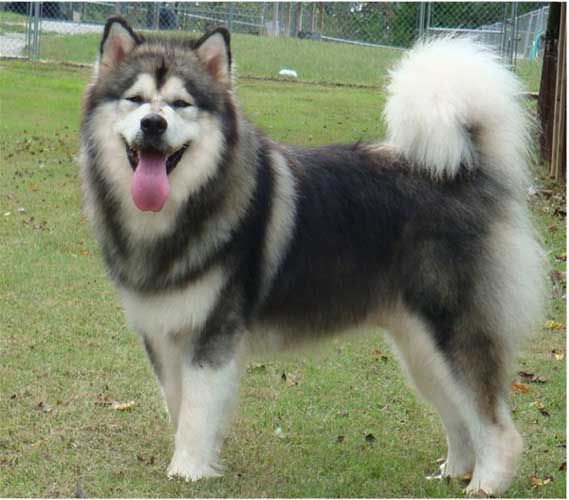 Hudsons Malamutes - Tork